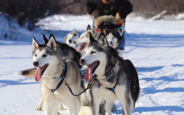 What To Do in Churchill: Dog Sledding