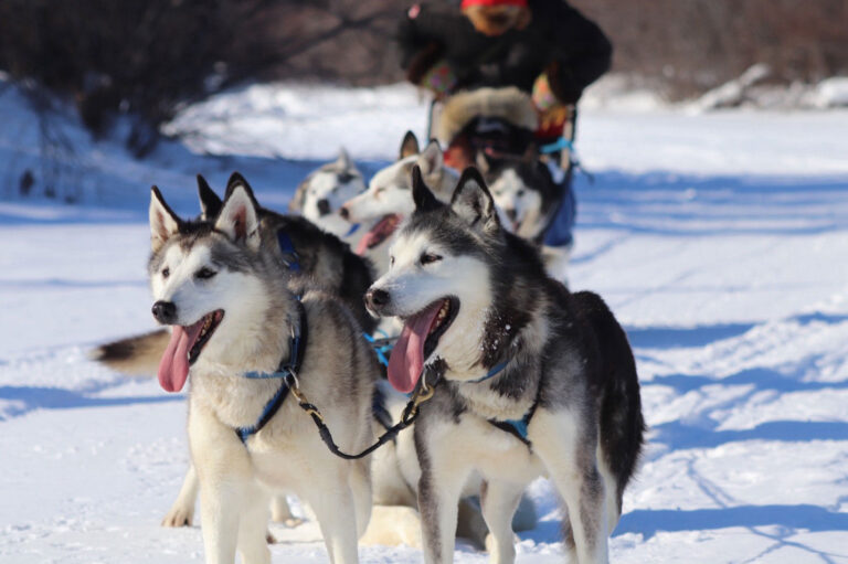 What To Do in Churchill: Dog Sledding