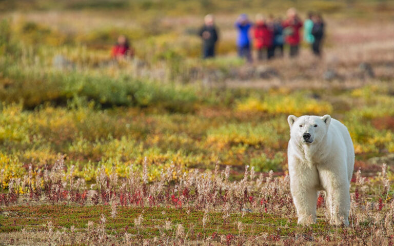 What To Do in Churchill: Polar Bear Tours