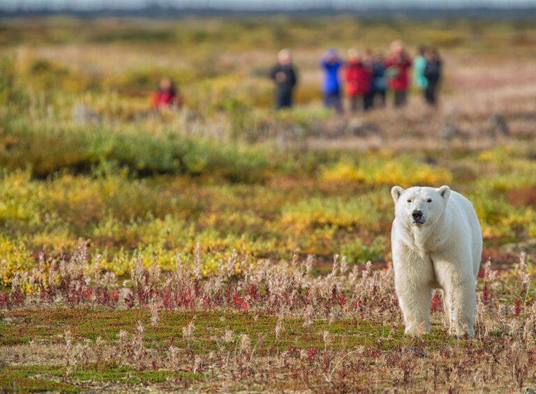 What To Do in Churchill: Polar Bear Tours