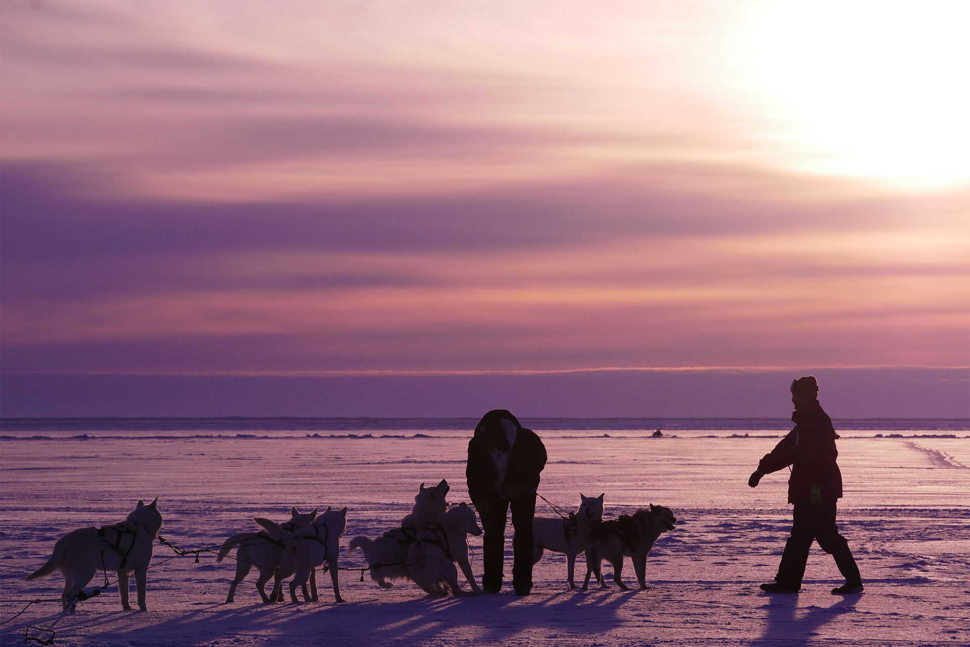 Dogsled team at Seal River Heritage Lodge