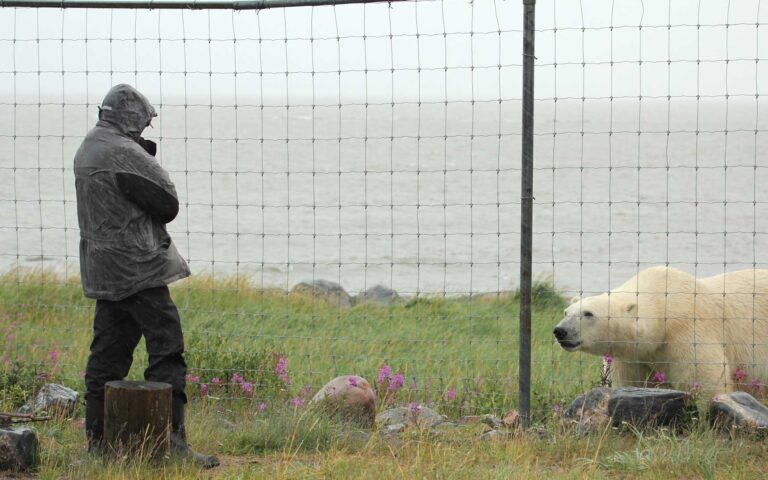 Churchill Wild guest at the fence, face to face with polar bear