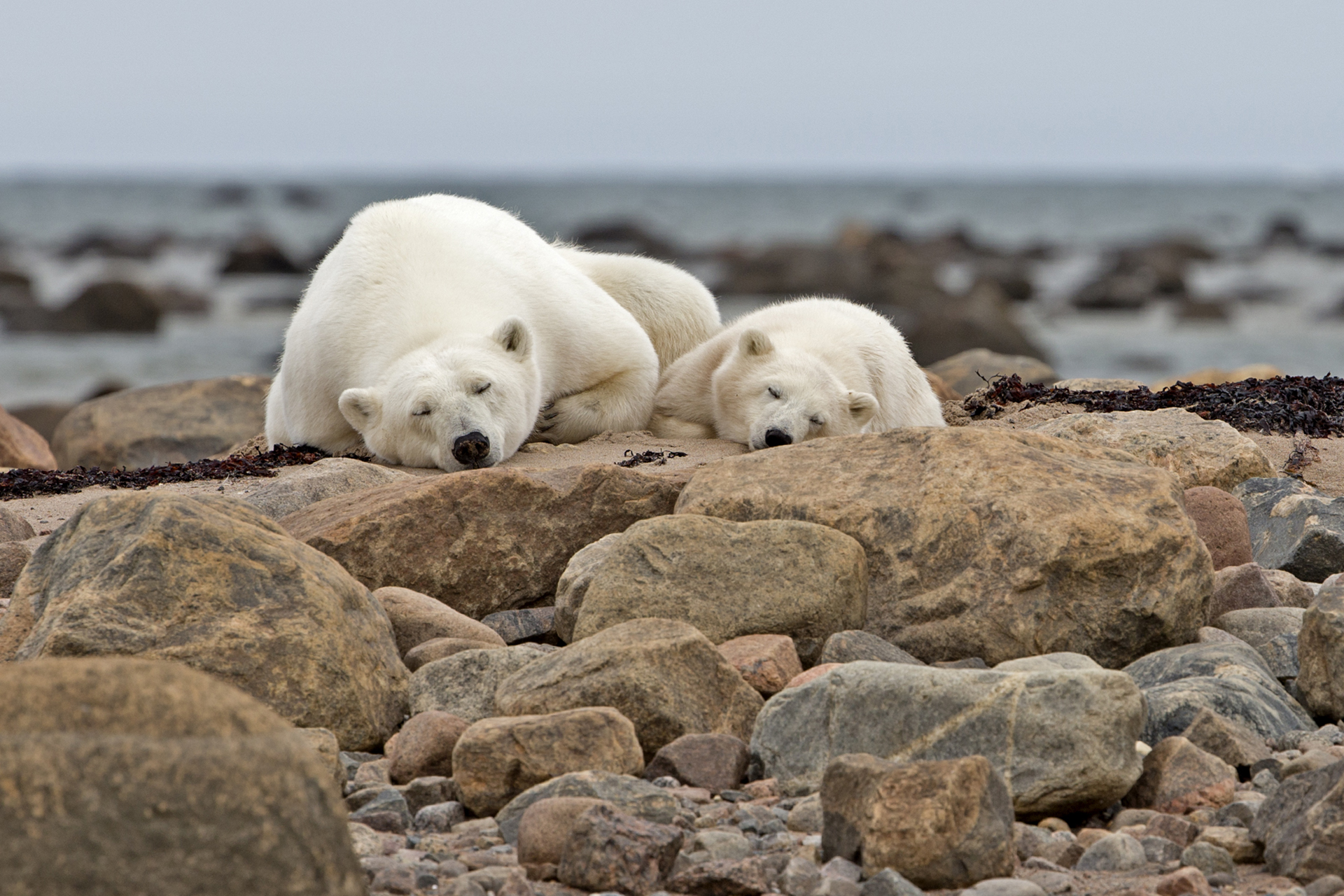 polar bear mom and cub asleep on the rocks. Photo by Jianguo-Xie