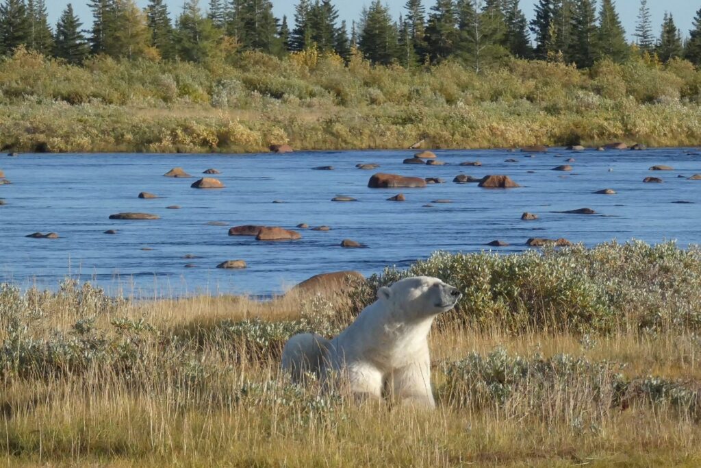 Polar bear by the river Nanuk Polar Bear Lodge. Photo by Stacy Heilgeist