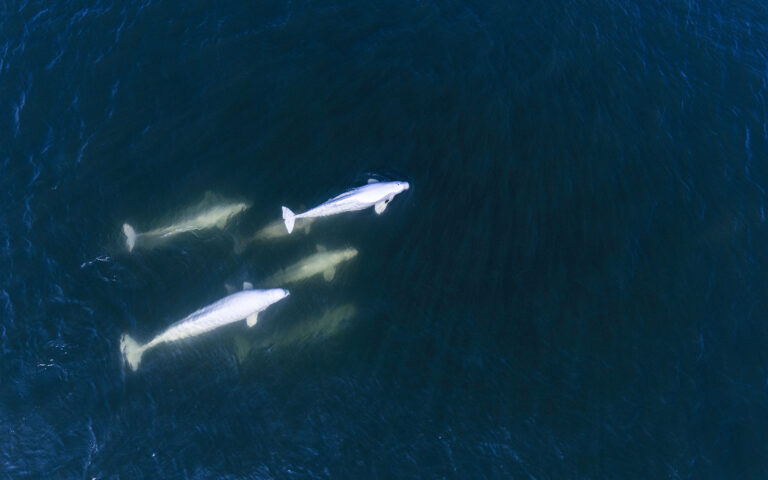 What To Do in Churchill: Beluga Whale Tours