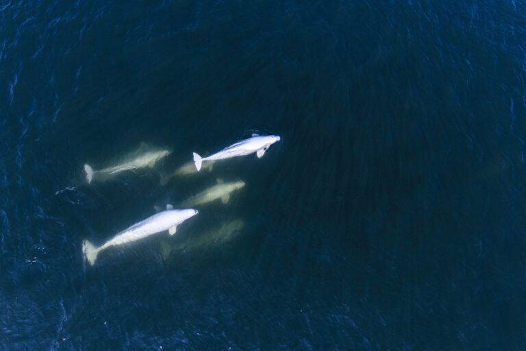What To Do in Churchill: Beluga Whale Tours