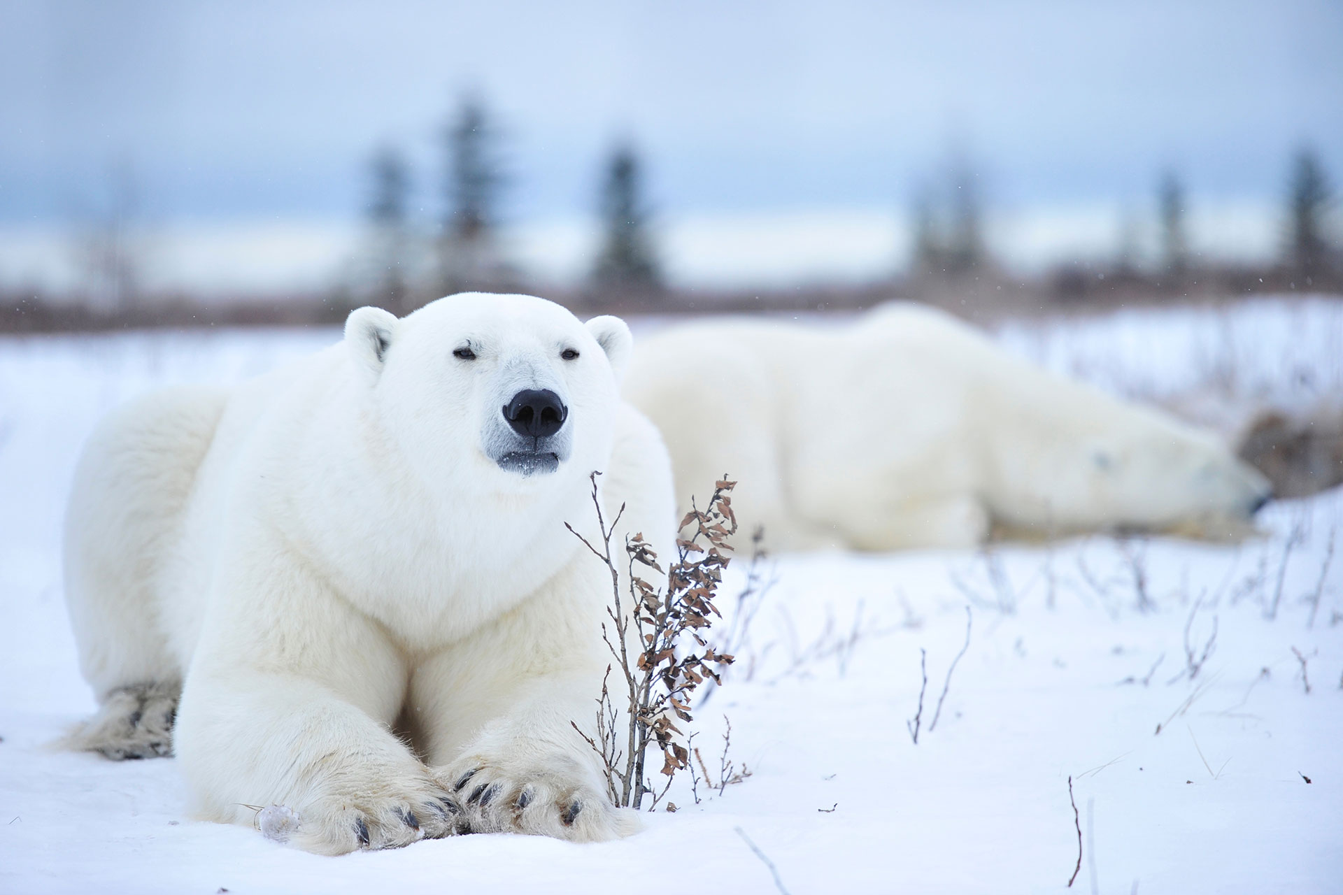 Polar bears in the snow, Nanuk Polar Bear Lodge in November. Photo by Ian Johnson