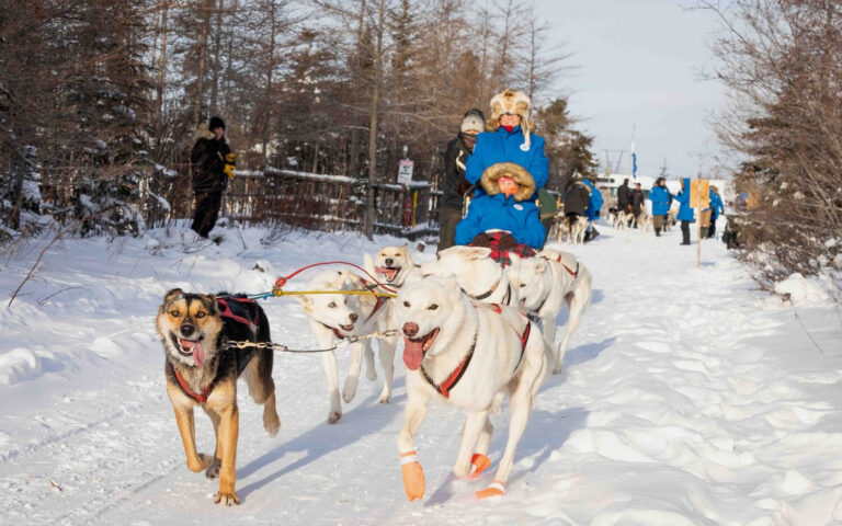 What To Do in Churchill: Dog Sledding
