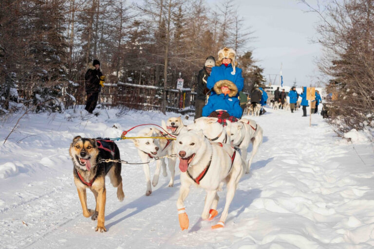 What To Do in Churchill: Dog Sledding
