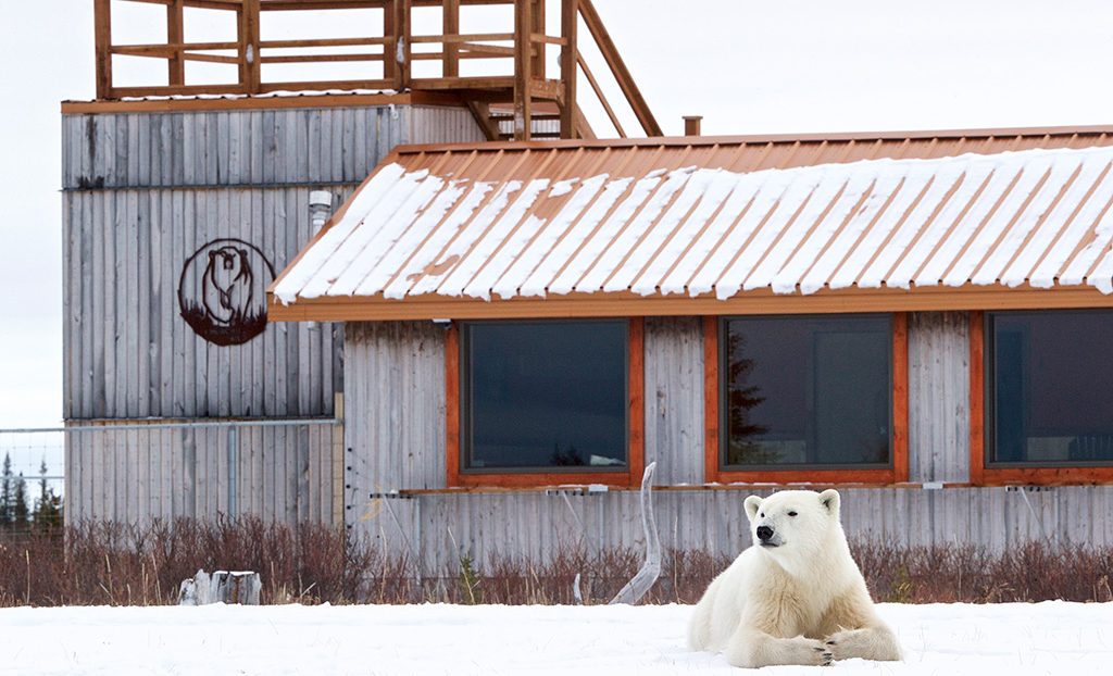 Polar bear in front of Nanuk Polar Bear Lodge. Photo by Andy Skillen