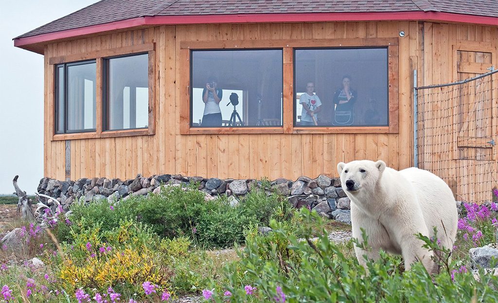 Polar bear in front of Seal River Heritage Lodge. Photo by Dennis Fast