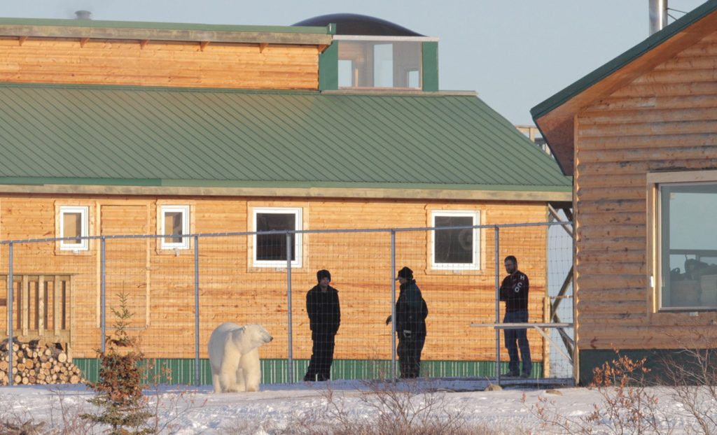 Polar bear outside Dymond Lake Ecolodge. Photo by Dafna Bennun